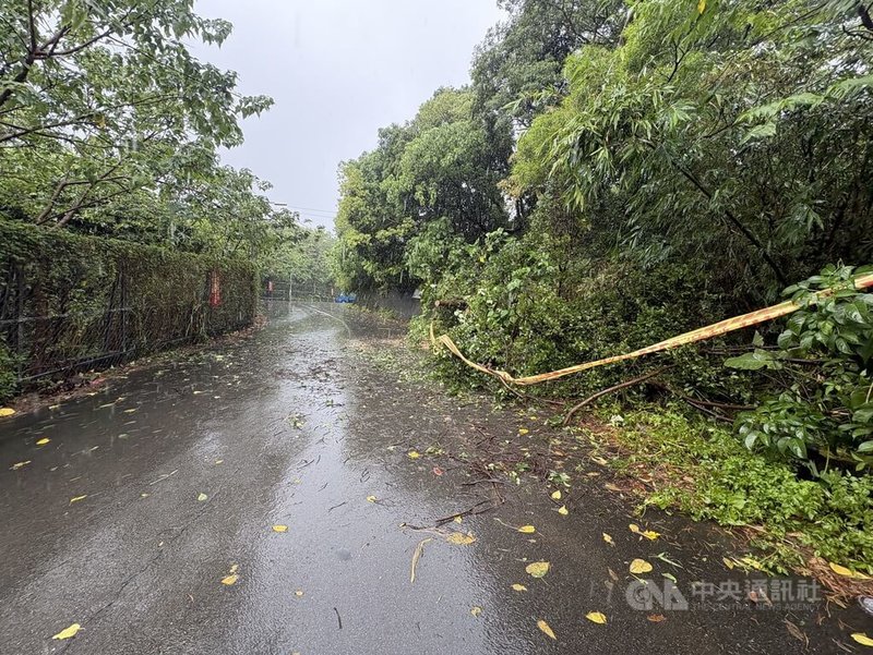 台北市22日仍大雨不斷,士林區士東路353巷有路樹傾倒。(翻攝照片)中央社記者黃麗芸傳真 114年10月22日