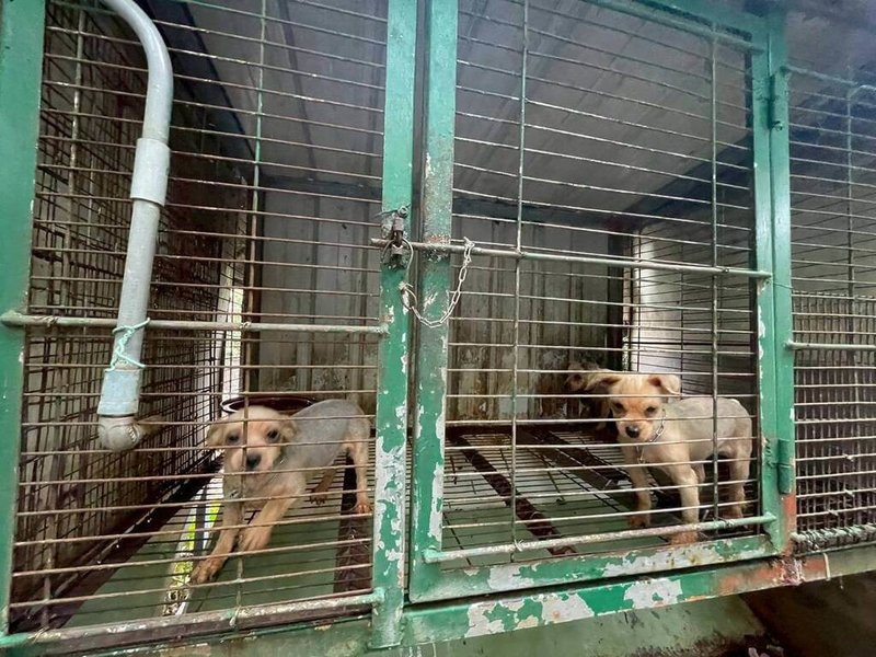 苗栗縣公館鄉「人人犬舍」約有9成以上犬隻被業者施以聲帶整形手術降低吠叫分貝數,縣府22日指出,經查核確認業者不當飼養、繁殖各項缺失,合計裁處新台幣480萬9000元,並廢止特定寵物業許可證。(苗栗縣動物保護防疫所提供)中央社記者管瑞平傳真 114年10月22日