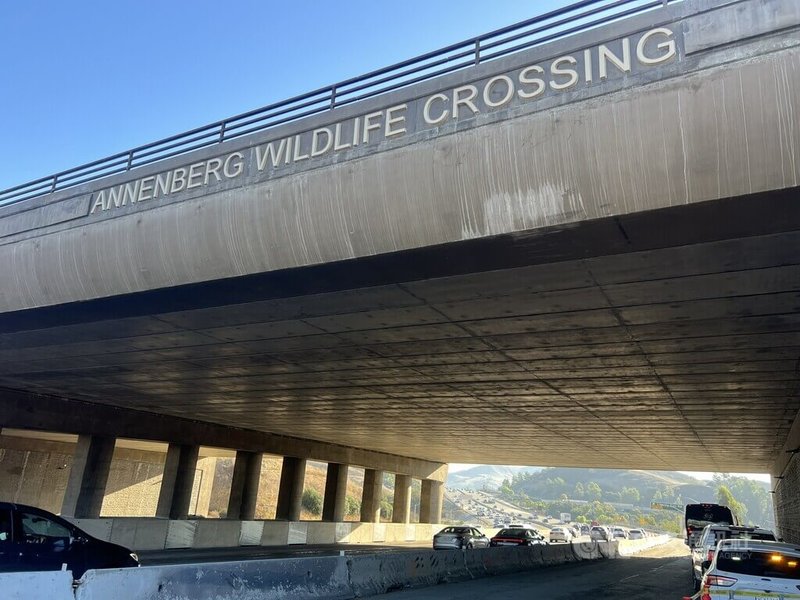洛杉磯「華立斯.安納伯格野生通道」(Wallis Annenberg Wildlife Crossing)預計2026年完工,幫助瀕臨絕種的美洲獅跨越10線道101號高速公路,擴大棲息地。中央社記者林宏翰洛杉磯攝 114年10月22日