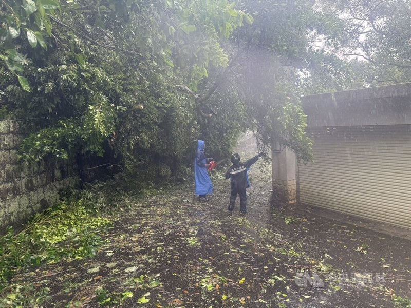 台北市22日仍大雨不斷,陽明山仰德大道三段有路樹傾倒。(翻攝照片)中央社記者黃麗芸傳真 114年10月22日