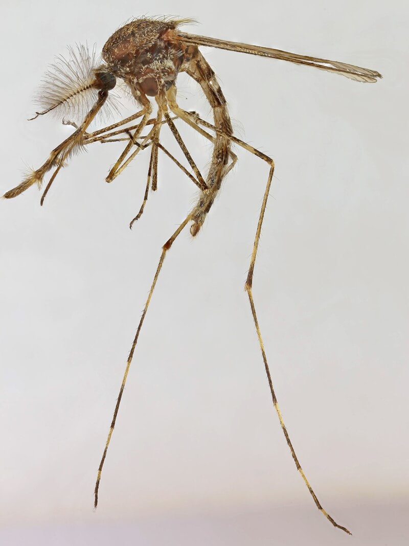 圖為環帶絨蚊。（圖取自維基共享資源，作者Culiseta annulata，CC BY 2.0）