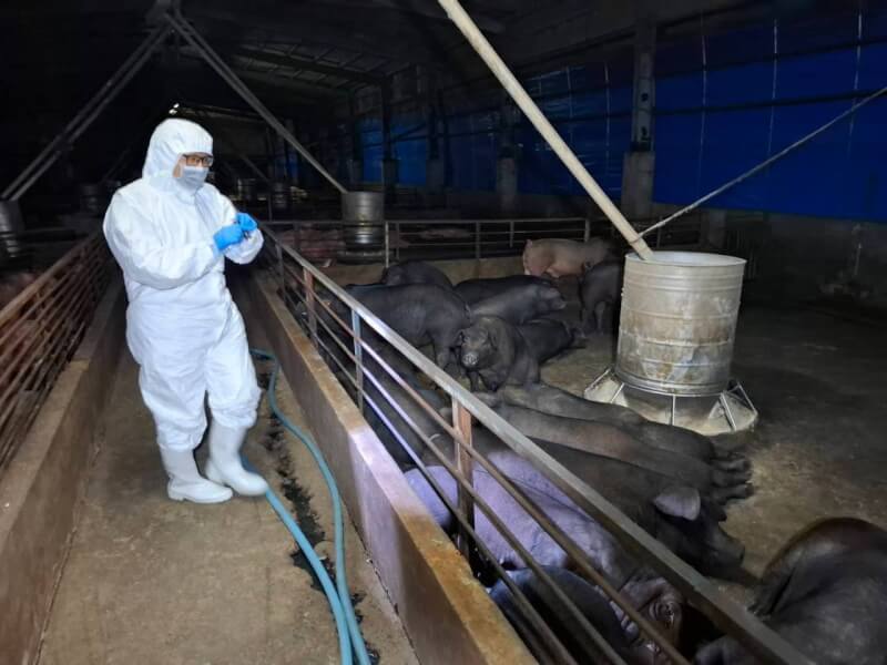 台中市農業局接獲農業部動植物防疫檢疫署通報疑似非洲豬瘟,市府22日說明,第一時間啟動防疫機制,連夜緊急動員相關人力進行預防性撲殺195頭豬隻。(台中市政府提供)中央社記者郝雪卿傳真 114年10月22日