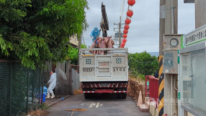 台中一處養豬場死亡豬隻驗出非洲豬瘟核酸陽性反應,農業部定調疑似案例。事發的養豬場22日將場內撲殺的豬隻運出。中央社記者蘇木春攝 114年10月22日