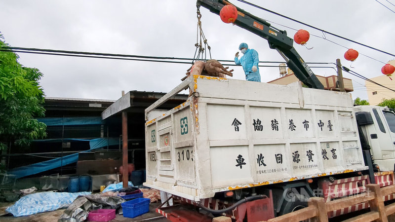 台中市梧棲區一處養豬場死亡豬隻驗出非洲豬瘟核酸陽性反應,22日事發養豬場移出撲殺豬隻,並針對周邊環境清消。中央社記者蘇木春攝 114年10月22日