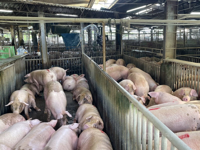 台灣出現首例疑似非洲豬瘟案例,台糖表示持續加強各畜殖場人車管制與消毒。(中央社檔案照片)