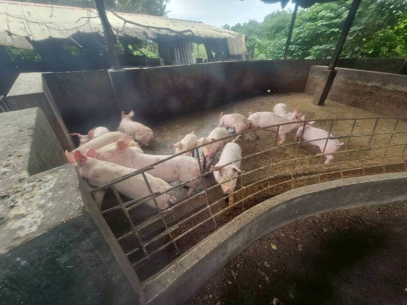 台中出現疑似非洲豬瘟案例,金門縣動植物防疫所23日表示,已完成金門縣內養豬場豬隻健康情形訪查,豬隻狀況均正常。圖為金門縣內養豬場豬隻健康訪查情形。(金門縣動植物防疫所提供)中央社記者吳玟嶸傳真 114年10月23日