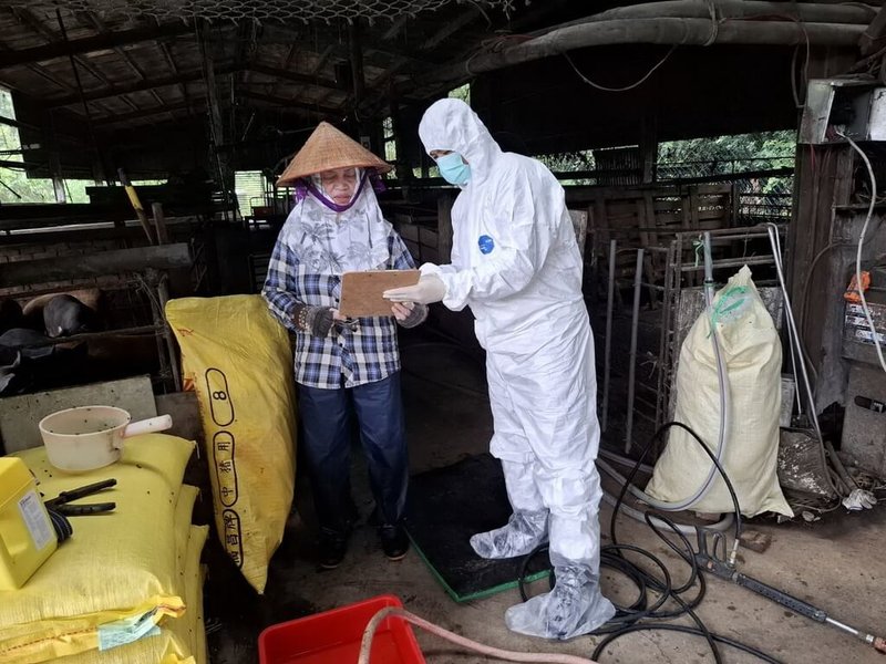 台中疑似發現非洲豬瘟,新北市政府清查全市107家養豬場,已確認都進貨飼料,不使用廚餘養豬。(新北動物保護防疫處提供)中央社記者黃旭昇傳真 114年10月23日