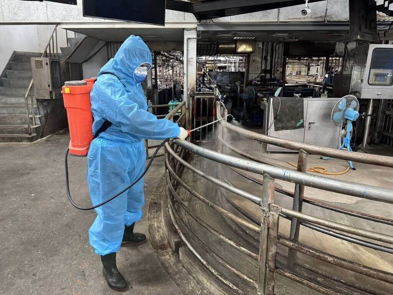 苗栗縣政府23日表示,因應疑似非洲豬瘟案例,苗栗肉品市場全面淨空清消,並完成鄰近台中的苑裡及通霄地區30處養豬場訪視、疫調和周邊環境消毒作業,各場豬隻健康狀況良好。(苗栗縣政府提供)中央社記者管瑞平傳真 114年10月23日