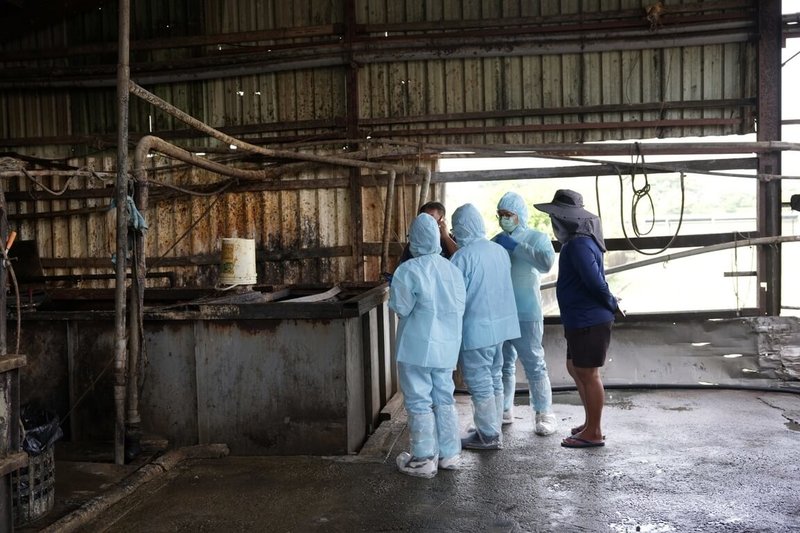 台中市疑現非洲豬瘟,屏東縣政府23日起針對轄內使用廚餘的98家養豬場展開全面稽查,預計24日稽查完畢。(屏東縣政府提供)中央社記者黃郁菁傳真 114年10月23日