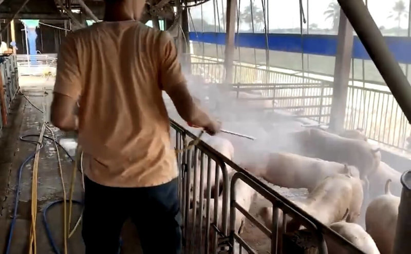 台中梧棲區養豬場出現首例疑似非洲豬瘟案例,台南市政府將成立防疫小組及市場與經濟應變小組,養豬戶也自主消毒防堵。(台南市政府提供)中央社記者張榮祥台南傳真 114年10月23日