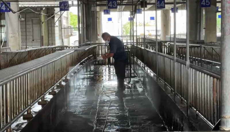 台中市某養豬場檢出非洲豬瘟病毒陽性反應，該養豬場日前有28頭豬到大安肉品市場拍賣，市場23日休市進行環境清理消毒。（民眾提供）中央社記者趙麗妍傳真　114年10月23日