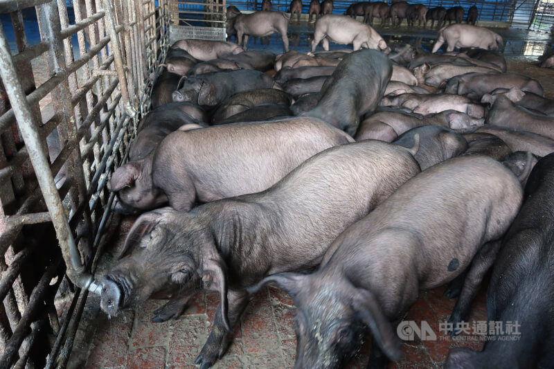 圖為養豬場豬群。(中央社檔案照片)
