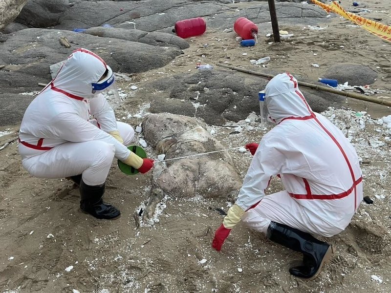 馬祖北竿鄉芹壁村23日發現疑似海漂死亡豬隻,現場拉起封鎖線進行管制,經檢疫人員採樣及環境清潔消毒後,完成死亡豬隻焚燬及掩埋作業,全案均依標準作業程序處理。(海巡署提供)中央社記者潘欣彤傳真 114年10月24日