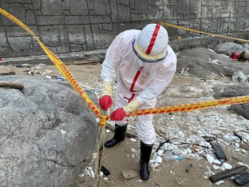 海巡署金馬澎分署第10(馬祖)岸巡隊23日獲報,北竿芹壁沙灘發現死亡豬隻,立即調派巡邏人員前往應處,於現場拉起封鎖線,並通報連江縣政府產業發展處等相關單位派員處理。(海巡署提供)中央社記者潘欣彤傳真 114年10月24日