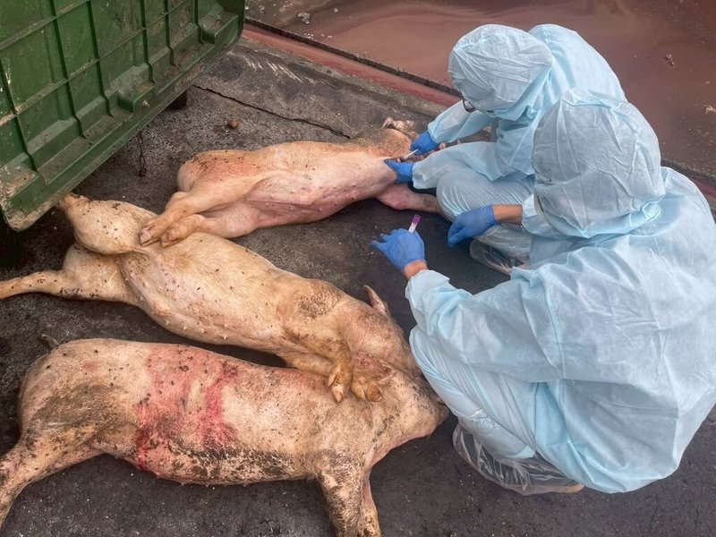 屏東縣政府表示,動物防疫所已安排24日起連3天及28日至化製場採樣斃死豬,採樣完後立即送至非洲豬瘟初篩實驗室檢驗。(屏東縣政府農業處提供)中央社記者黃郁菁傳真 114年10月24日