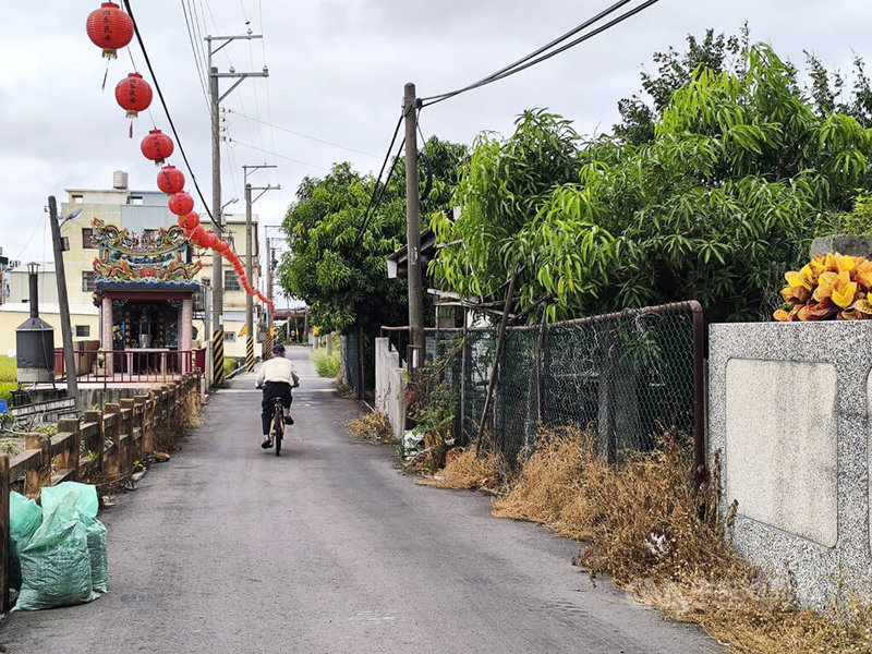台中一處養豬場檢出非洲豬瘟病毒陽性反應。陳姓豬農24日表示,他也不想看到發生豬瘟,這件事等同讓他家破產,也強調自己絕非不良養豬戶,養豬是他的本業,一定會想要顧好,從沒想過要害台灣產業。中央社記者趙麗妍攝 114年10月24日