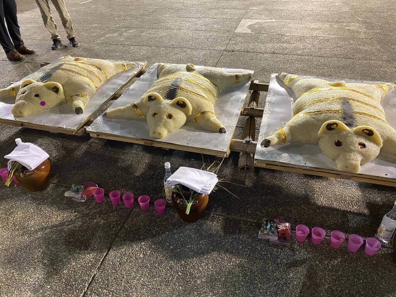 台南東山吉貝耍西拉雅族夜祭24日晚上登場,首次獻上「米糕豬」因應非洲豬瘟。(原住民族委員會提供)中央社記者張榮祥台南傳真 114年10月25日