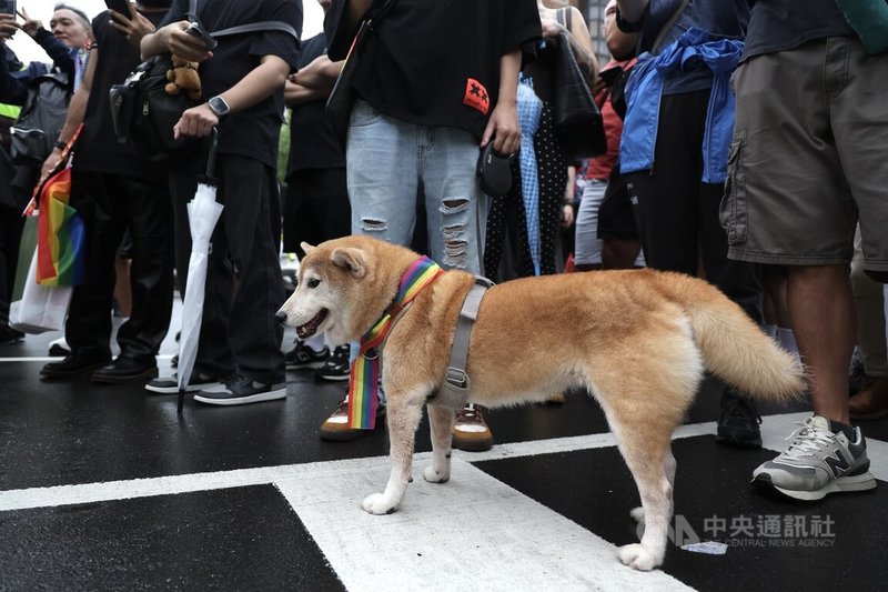 2025第23屆台灣同志遊行25日下午在台北盛大登場,儘管細雨不斷,現場仍是湧入大批民眾,也有人帶著寵物犬參與,還為狗狗綁上6色彩虹布條。中央社記者翁睿坤攝 114年10月25日