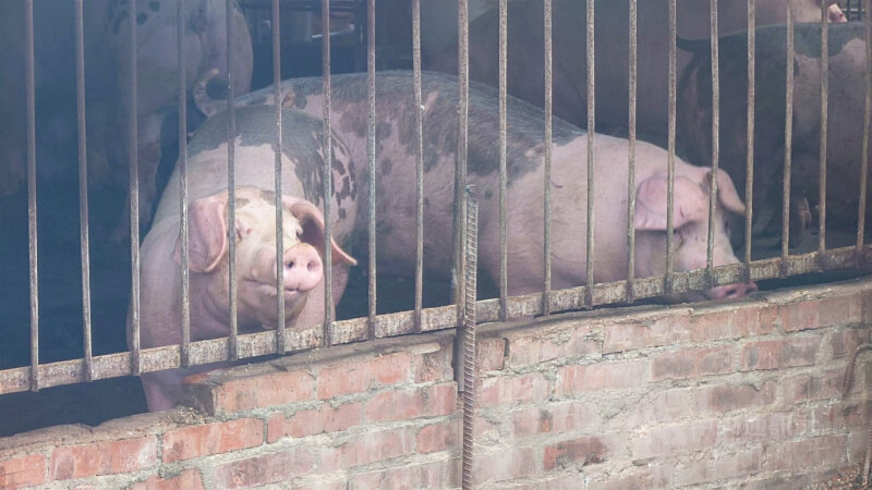 示意圖,圖非當事養豬場。(中央社檔案照片)