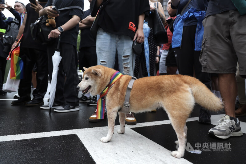 儘管細雨不斷,同志遊行現場仍是湧入大批民眾,也有人帶著寵物犬參與,還為狗狗綁上6色彩虹布條。中央社記者翁睿坤攝 114年10月25日