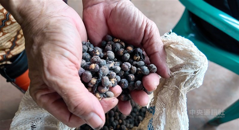 國際咖啡豆價格因極端氣候影響飆漲70%,咖啡市場漲聲四起。圖為印尼農民種植的有機咖啡豆。(中央社檔案照片)