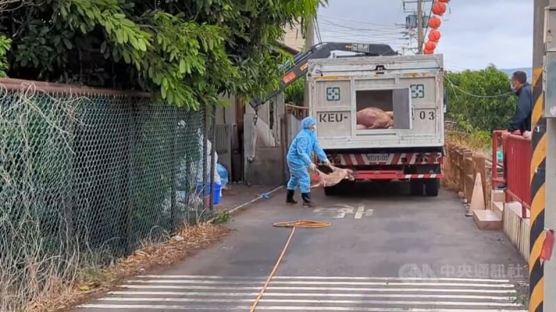台中梧棲一處養豬場檢出非洲豬瘟,22日進行消毒及清運死亡豬隻。(中央社)