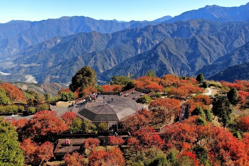 阿里山林鐵及文資處推出「楓度翩翩」主題列車遊程,前往林鐵特色車站及賞楓秘境,11月18日開放訂票。圖為阿里山森林國家風景區小笠原平台楓景。(林鐵及文資處員工吳明翰提供)中央社記者蔡智明傳真 114年10月27日