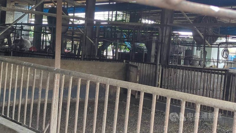 台中梧棲1處養豬場驗出非洲豬瘟,市府已將場內豬隻全數撲殺。中央社記者蘇木春攝 114年10月27日