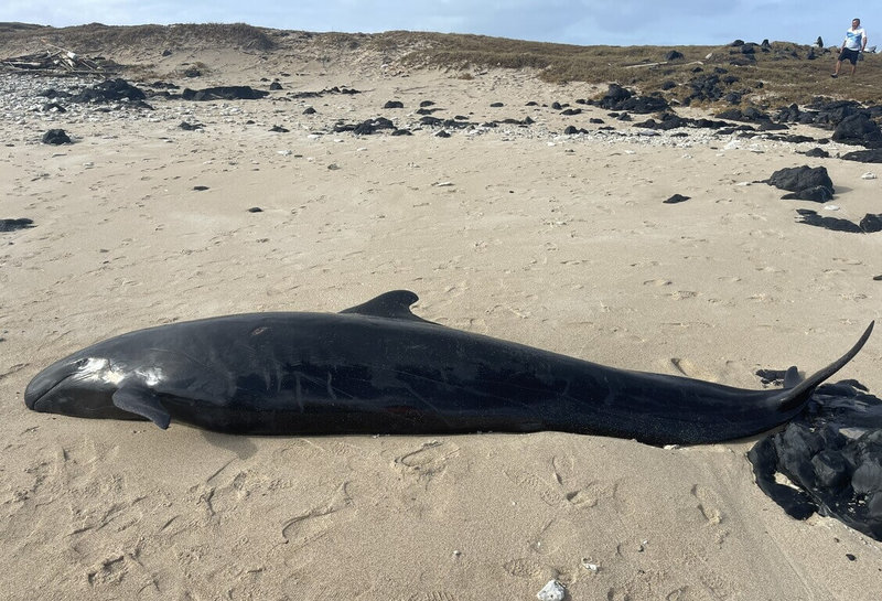 澎湖吉貝北方岸際沙灘29日發現一隻死亡不久的稀有「偽虎鯨」,中華鯨豚協會將前往剖檢採樣,了解鯨豚死亡原因。(澎湖縣政府農漁局提供)中央社  114年10月29日