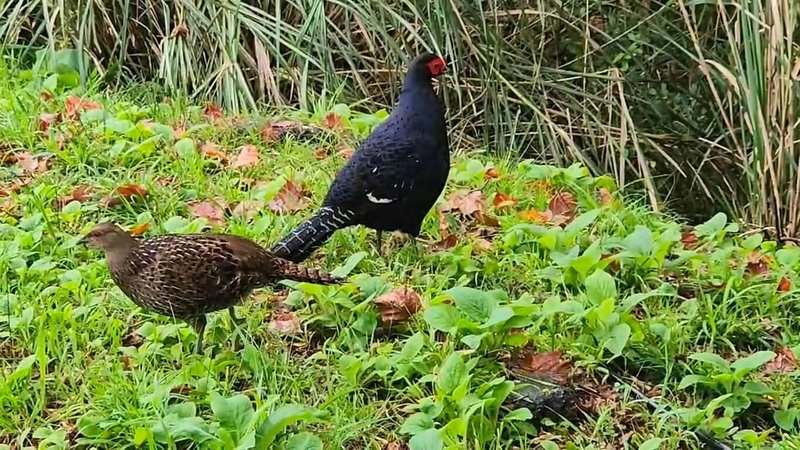 阿里山國家森林遊樂區內保育類野生動物帝雉頻繁出沒,遊客在清晨與下午2、3時都有機會在小笠原觀景平台、祝山停機坪等處遇見。圖為雄鳥(右)、雌鳥(左)結伴覓食。(林保署嘉義分署提供)中央社記者蔡智明傳真 114年10月29日