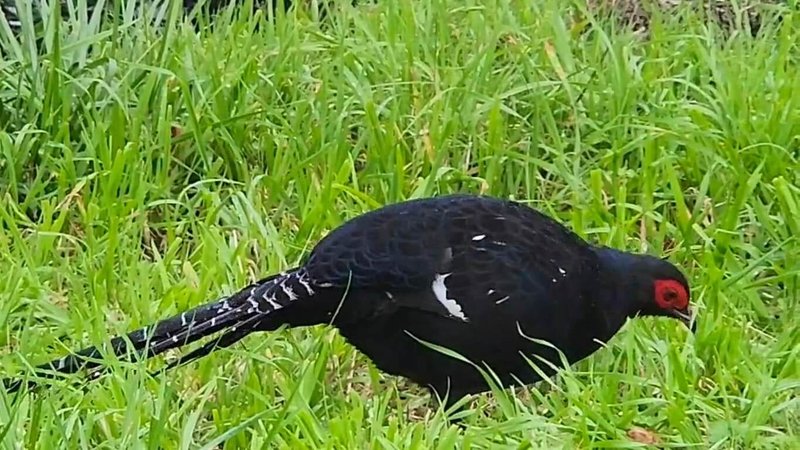 阿里山國家森林遊樂區內,保育類帝雉頻繁出沒,遊客在清晨與下午2、3時都有機會在小笠原觀景平台、祝山停機坪等處遇見。圖為羽色華麗、長尾飄逸的雄鳥。(林保署嘉義分署提供)中央社記者蔡智明傳真 114年10月29日