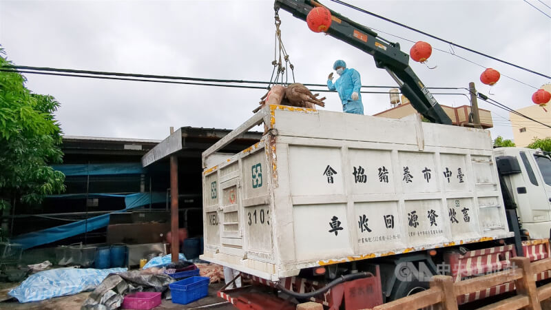 台中市梧棲區養豬場移出撲殺豬隻,並針對周邊環境清消。(中央社檔案照片)