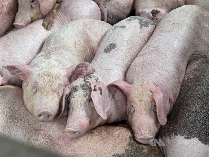 圖為養豬場豬隻。(中央社檔案照片)