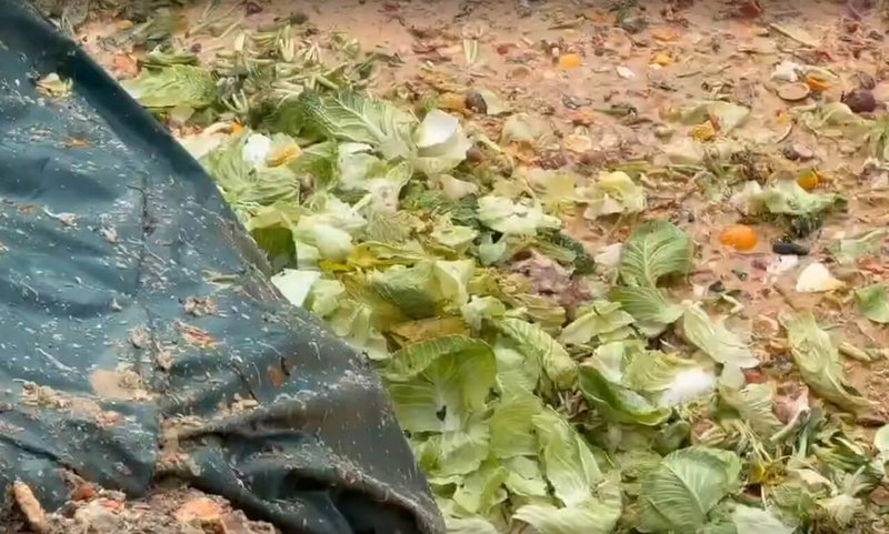 台中養豬場爆發非洲豬瘟。有議員指出台中市政府在霧峰區的廚餘掩埋場,生廚餘、熟廚餘混雜一起倒入坑,憂心污染水源。(江和樹提供)中央社記者趙麗妍傳真 114年10月30日