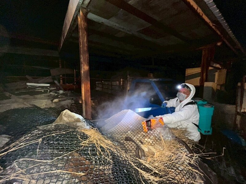 台中養豬場爆發非洲豬瘟,案例場2度採檢仍檢出陽性。國防部士兵30日晚間攜手台中市動保處人員漏夜清理、消毒。(台中市政府提供)中央社記者趙麗妍傳真 114年10月31日