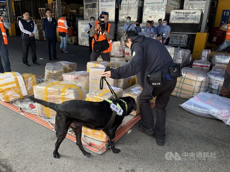 為強化非洲豬瘟邊境管制,農業部防檢署桃園分署檢疫犬隊31日在快遞專區巡查包裹、逐一嗅聞。中央社記者葉臻攝 114年10月31日