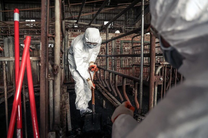 台中非洲豬瘟案例場環境髒亂,地面污泥最厚達10公分,陸軍第十軍團加入清消行列,以鏟子挖起淤泥,清理作業截至31日中午仍在進行。(十軍團提供)中央社記者趙麗妍傳真 114年10月31日