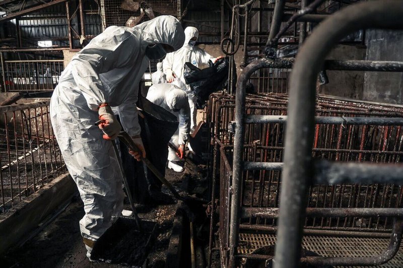 台中梧棲養豬場爆發非洲豬瘟,國軍投入支援任務,協助清潔及消毒案例場環境,前置清理作業持續,化學兵預計31日下午才能進場清消。(十軍團提供)中央社記者趙麗妍傳真 114年10月31日