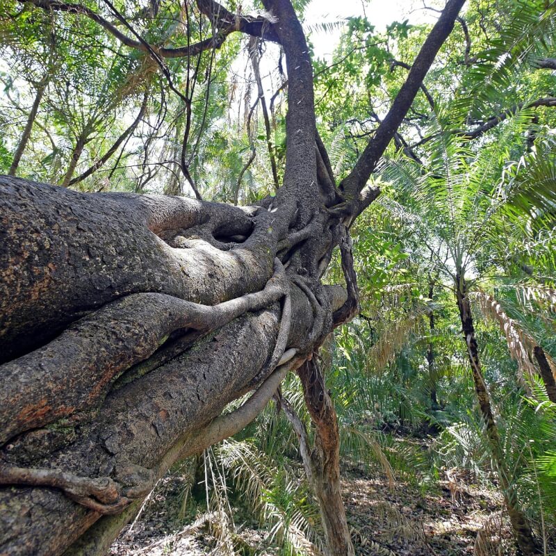 雨林示意圖。(圖取自Pixabay圖庫)