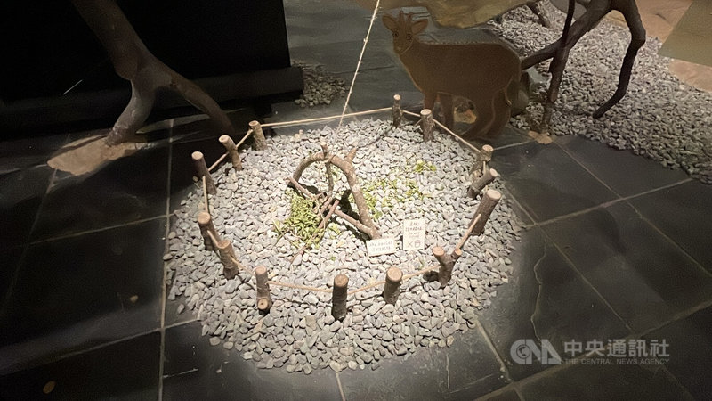 位於台東縣海端鄉公所布農族文化館內的「山野教育室」31日正式啟用並推出專題展,呈現布農族獵人的山林智慧及圍繞在嘉明湖的故事。圖為傳統吊腳陷阱。中央社記者盧太城台東攝 114年10月31日