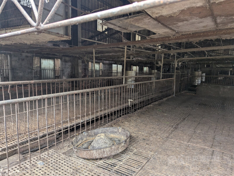 圖為台中梧棲區非洲豬瘟案場。(中央社檔案照片)