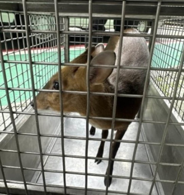 台北市動物保護處表示,30日獲報有山羌闖入文山區景華街附近早餐店,派員捕獲後,已帶至山區野放。(動保處提供)中央社記者劉建邦傳真 114年10月31日
