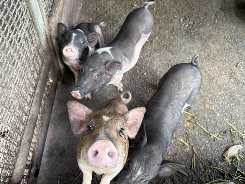 防堵非洲豬瘟疫情,台南市已啟動強化20頭以下養豬場查核輔導,這些小型養豬場多是家庭式飼養,目前未發現異常。(台南市政府提供)中央社記者張榮祥台南傳真  114年11月1日