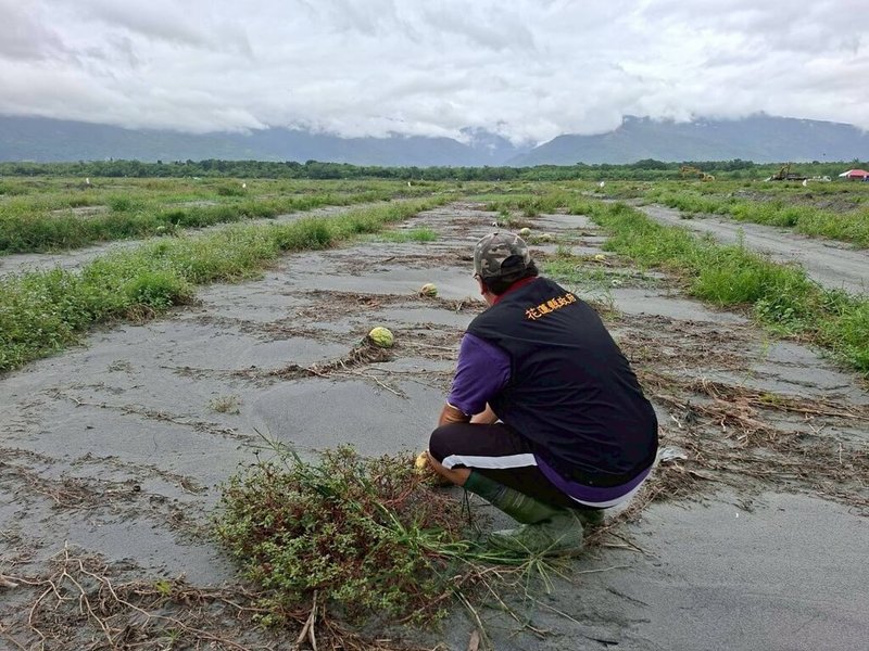 受颱風樺加沙豪雨影響,馬太鞍溪堰塞湖潰流造成嚴重水患,農作受災範圍廣泛,經花蓮縣府爭取,農業部公告,壽豐鄉草鼻段西瓜為現金救助及低利貸款地區,救助額度每公頃新台幣6萬2000元,申請即日起至14日止。(花蓮縣政府提供)中央社記者李先鳳傳真 114年11月2日