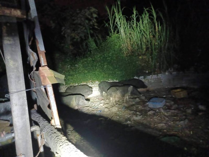 台中市太平區有民眾私養6頭山豬,農業局前往現場進行環境糞便採樣4件,交由中興大學實驗室初篩檢驗,2日結果出爐,非洲豬瘟病毒檢驗皆為陰性。(台中市政府提供)中央社記者郝雪卿傳真 114年11月2日