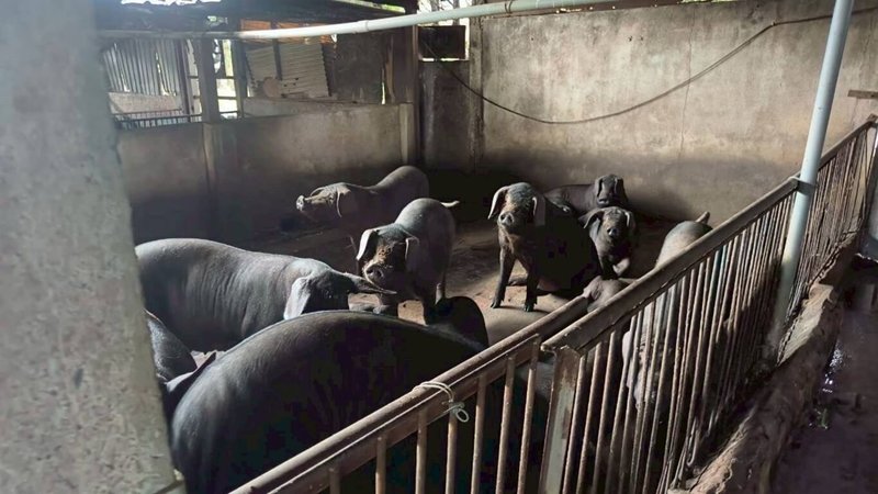 因應非洲豬瘟疫情衝擊,桃園市政府除中央公告防疫補助項目外,持續擬定6大項目進行補強,包含廚餘清運人力補貼及公、私有市場豬肉攤商營業收入損失補貼等措施。(桃園市政府提供)中央社記者葉臻傳真 114年11月2日