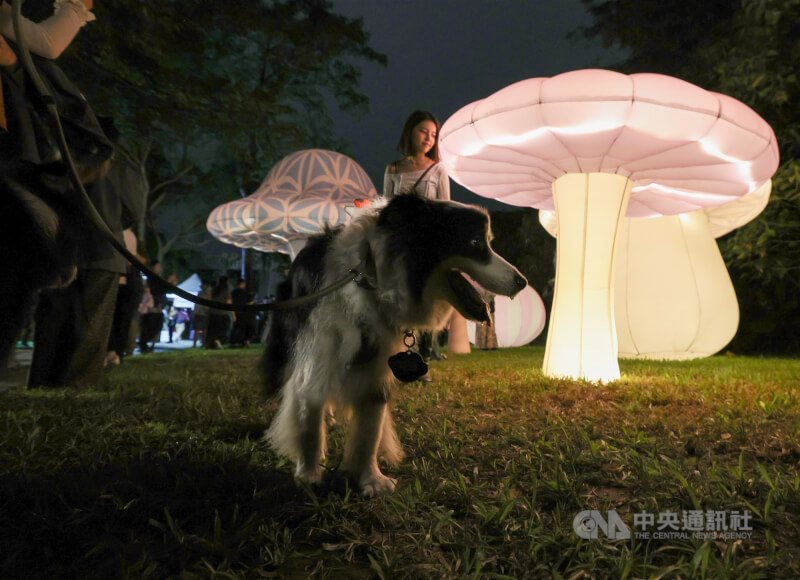 2025台北白晝之夜以Hi Story為主題,有人特別帶著家中毛小孩到場共襄盛舉。中央社記者張新偉攝 114年11月1日