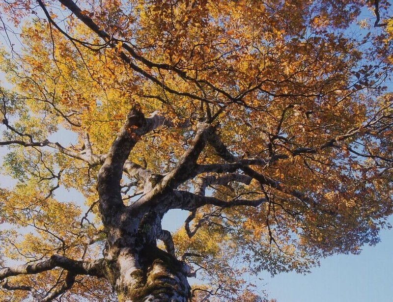 太平山國家森林遊樂區台灣山毛櫸步道旁栽種的台灣山毛櫸(圖)黃葉率已達50%,園區已在翠峰景觀道路入口處,至11月23日期間的週六、週日,啟動車輛限200輛動態總量管制,9人座小客車、公務車不在管制範圍內。(林業及自然保育署宜蘭分署提供)中央社記者王朝鈺傳真 114年11月2日
