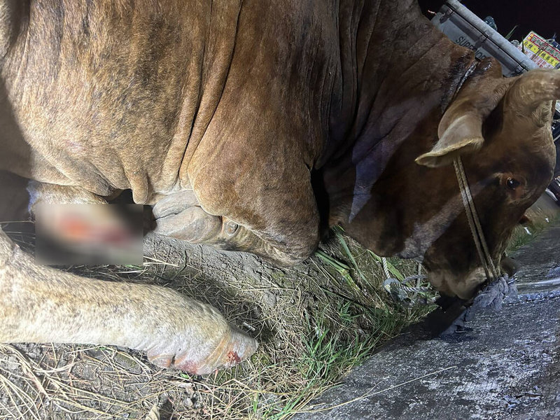 南投縣警察局埔里分局2日晚間獲報，埔里鎮中正一號橋上疑有人虐待牛隻，員警到場發現75歲陳姓老翁以自小客貨車拖拉牛隻，導致牛隻腳底受傷流血。（民眾提供）中央社記者蕭博陽南投縣傳真　114年11月3日