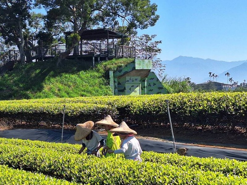 南投縣名間產業觀光發展協會辦理「巡田記，探險活堡」活動9日在名間鄉七星陣地公園登場，活動結合碉堡群歷史（圖）、生態農藝等，帶領民眾學習相關知識。（南投縣名間產業觀光發展協會提供）中央社記者蕭博陽南投縣傳真　114年11月3日